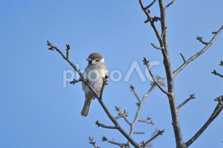 桜の木にとまるスズメ 冬,野鳥,里の鳥の写真素材