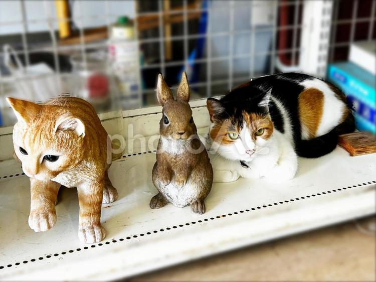 本物もいた！（ぇ 三毛猫,calico,catの写真素材