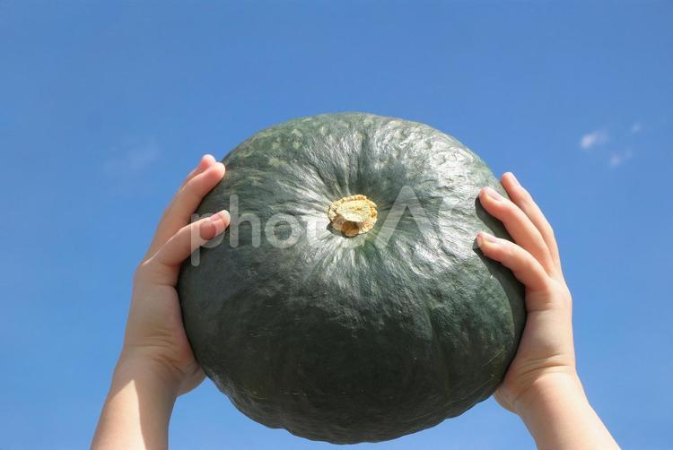 カボチャの季節 かぼちゃ,カボチャ,収穫の写真素材