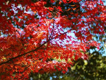 庭の紅葉 庭の紅葉の写真