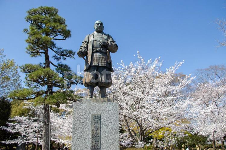 徳川家康と桜 徳川家康,桜,岡崎城公園の写真素材