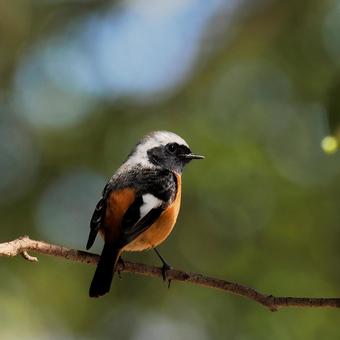 ジョウビタキ ジョウビタキ ジョウビタキ,鳥,野鳥の写真素材