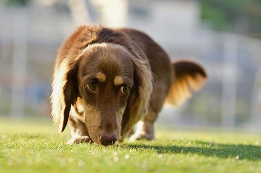 ミニチュアダックスのポートレート 犬,ミニチュアダックスフンド,小型犬の写真素材