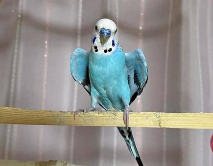 セキセイインコ ワキワキポーズ 脇を開く セキセイインコ ワキワキポーズ 脇を開くの写真