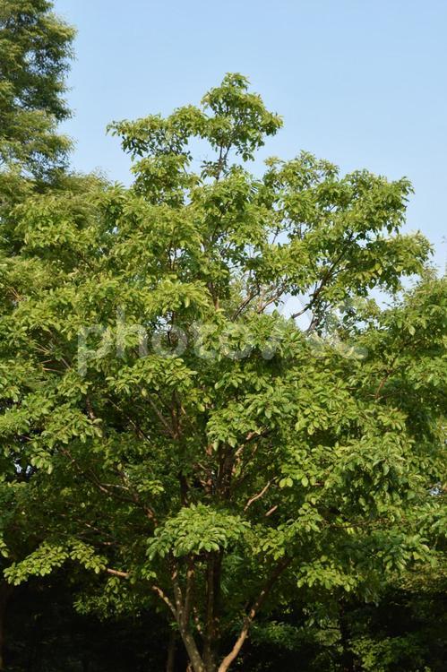 ナンジャモンジャの木と青空 ナンジャモンジャ,木,緑の写真素材