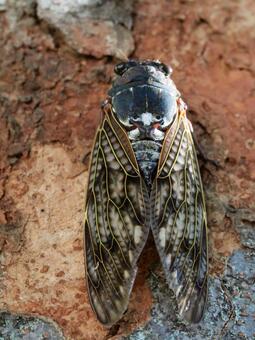 アブラゼミ（油蝉） アブラゼミ,茶色,蝉の写真素材