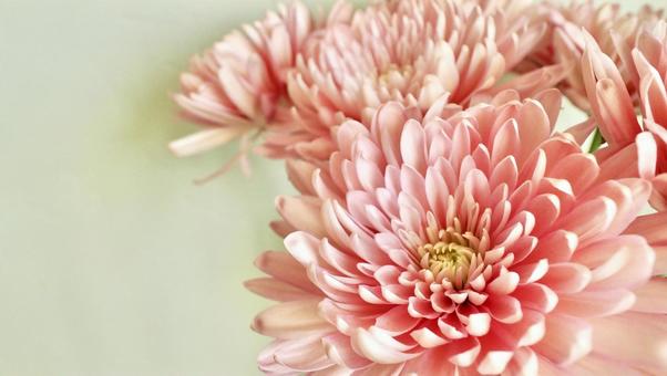 キクの花背景 キクの花背景 菊,花,花束の写真素材