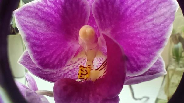 Photo, mini phalaenopsis orchid, flower, plant, 