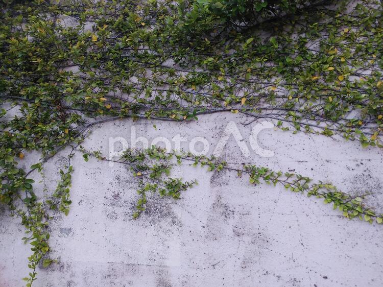 壁と植物 植物,壁,緑の写真素材