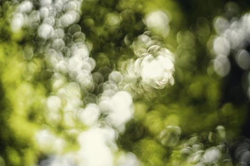 新緑の自然背景の写真