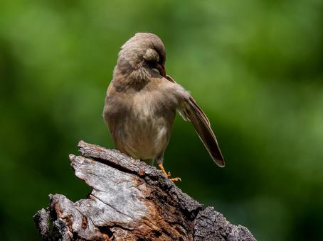 木にとまるムクドリ 木にとまるムクドリ ムクドリ,椋鳥,野鳥の写真素材