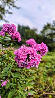 花 花の写真