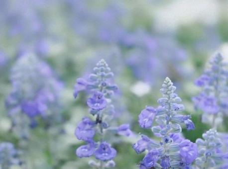 サルビア  ブルーサルビア,爽やか,優しい色の写真素材