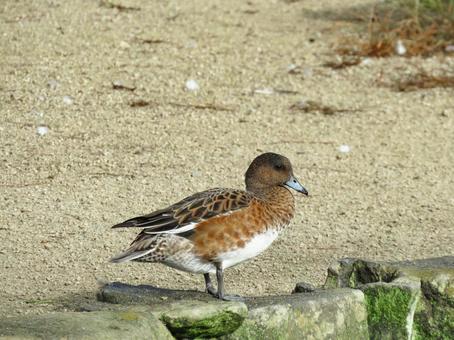 陸に上がったヒドリガモのメス 陸に上がったヒドリガモのメス ヒドリガモ,野鳥,水鳥の写真素材