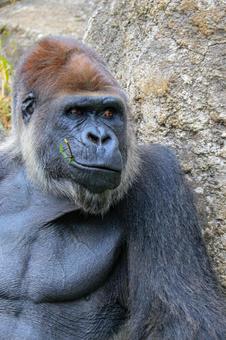 ニシゴリラ ニシゴリラ ニシゴリラ,ニシローランドゴリラ,類人猿の写真素材