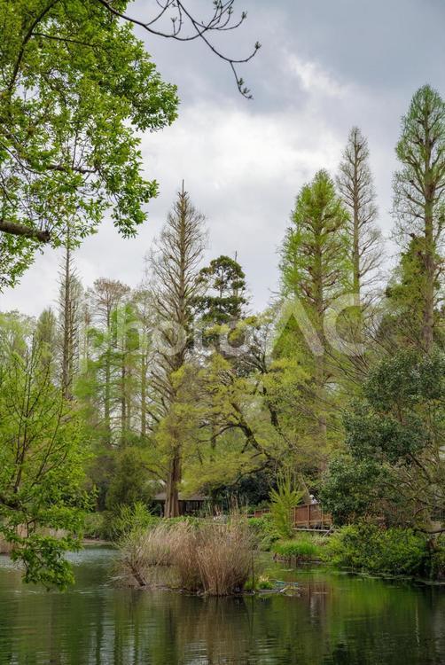 井の頭公園の新緑が鮮やかで美しい 春,吉祥寺,井の頭公園の写真素材