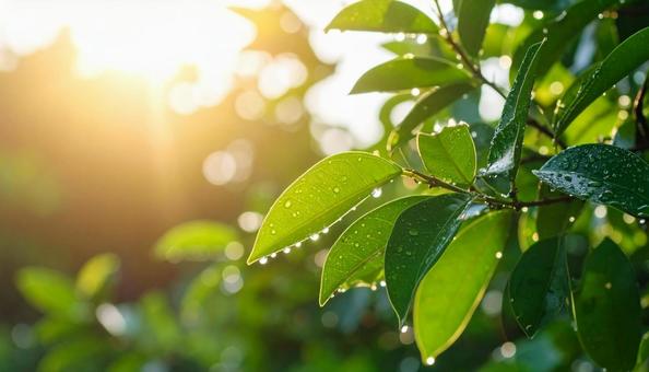 エコイメージ 葉っぱに着いた水滴の写真