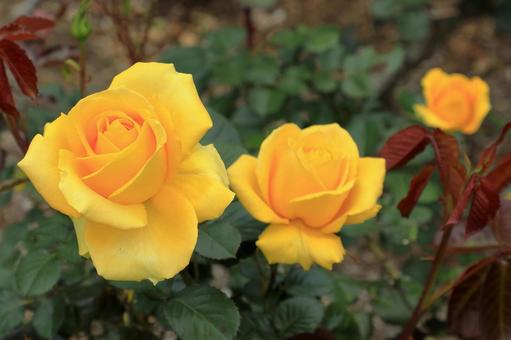 黄色いバラの花 黄色いバラの花の写真