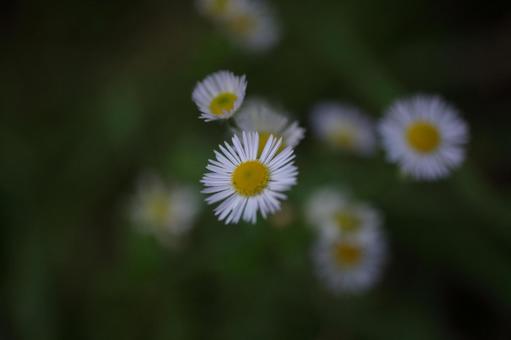 白い花 白い花の写真
