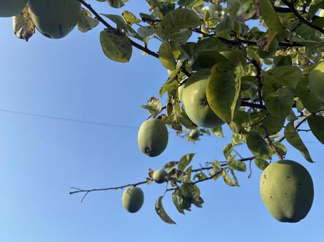 カリンと青空の写真