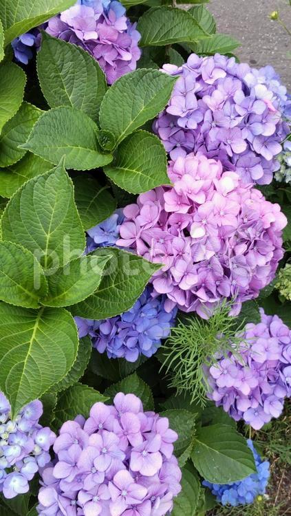 鮮やかな紫陽花 あじさい,花,梅雨の写真素材