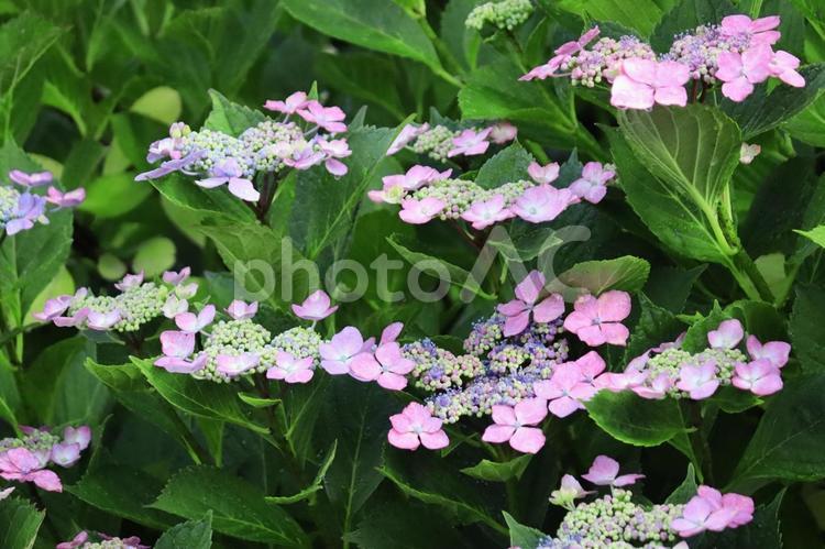 紫陽花（アジサイ） 紫陽花,アジサイ,花の写真素材