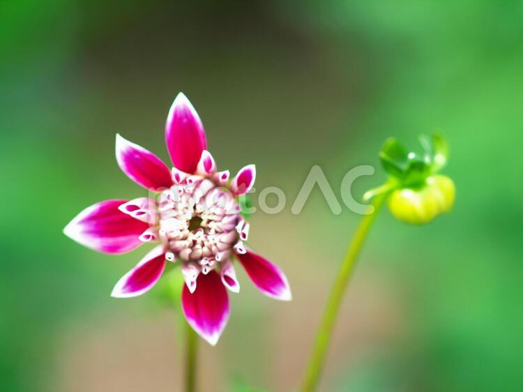 滝野すずらん丘陵公園のお花畑 ダリア,滝野すずらん,花の写真素材