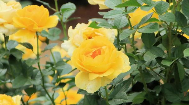 河津バカテル公園　秋バラ 薔薇,秋,花の写真素材