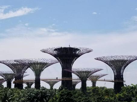 シンガポールの旅 シンガポールの旅 シンガポール,ガーデンズ・バイ・ザ・ベイ,植物園の写真素材