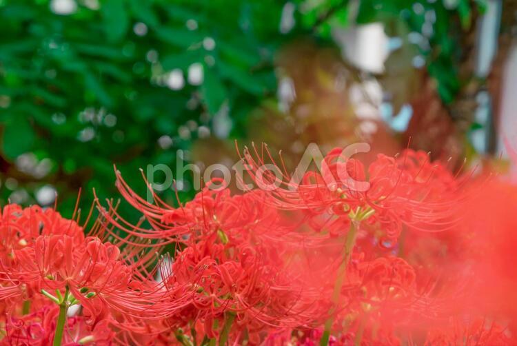 お散歩コースに咲いてた彼岸花 9月,お散歩,ヒガンバナの写真素材