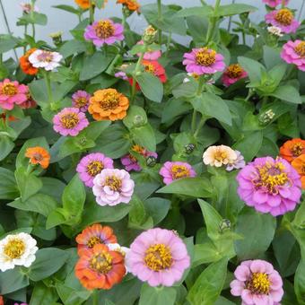 Colorful summer flowers, small zinnia flowers, JPG