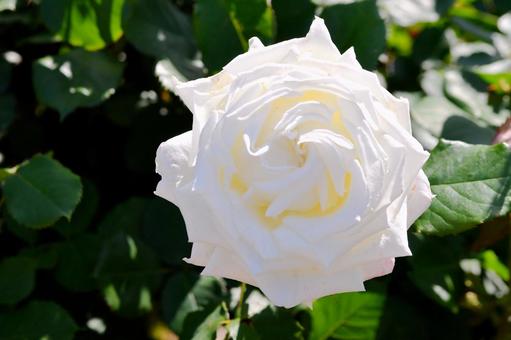 薔薇　ヨハネパウロ2世 薔薇,ヨハネパウロ2世,白の写真素材