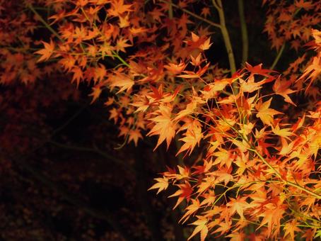 紅葉のライトアップ 紅葉のライトアップの写真