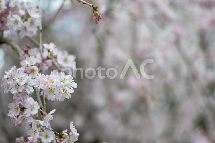 上野公園のシダレザクラ シダレザクラ,上野公園,桜の写真素材