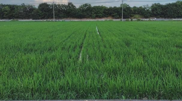 田園の風景#02 田園の風景#02 水田,田植え,米の写真素材