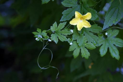 ゴーヤの花 ゴーヤ,ごーや,野菜の写真素材