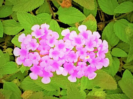 紫のお花 紫のお花の写真