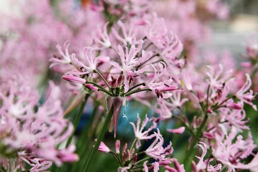 リコリス・ショウキズイセン　マクロ リコリス,球根植物,９ー１０月の写真素材