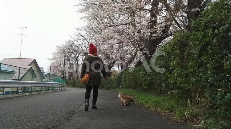 桜並木で犬の散歩 木,人,屋外での写真素材
