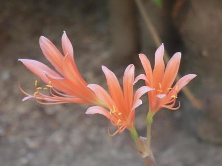 【花の写真】庭に咲くキツネノカミソリ 【花の写真】庭に咲くキツネノカミソリの写真