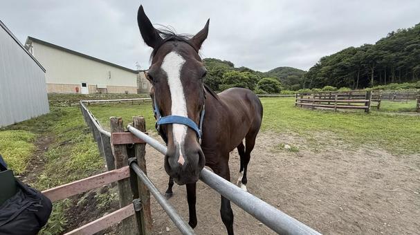 新冠町の飼養馬 新冠町,飼養馬,馬の写真素材