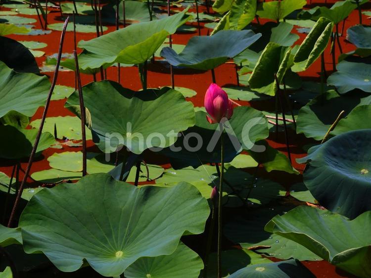 行田―クモの糸が一本かかった蓮の茎 クモの糸,蜘蛛の糸,行田の写真素材