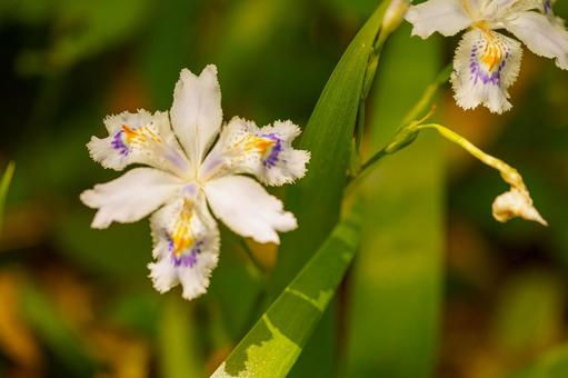 春の庭に咲くシャガの白い花 春の庭に咲くシャガの白い花の写真