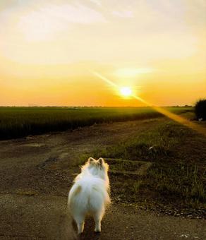 Sunset and dog, JPG Sunset and dog, JPG