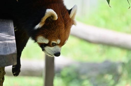 レッサーパンダ レッサーパンダの写真