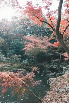 紅葉風景 紅葉風景の写真