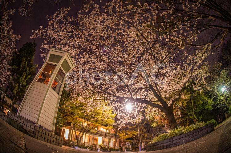 満開の夜桜と横浜元町の電話ボックス 桜,建造物,電話ボックスの写真素材
