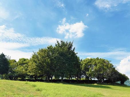 良く晴れた日の公園の木々と青空 良く晴れた日の公園の木々と青空 空模様,空,雲の写真素材