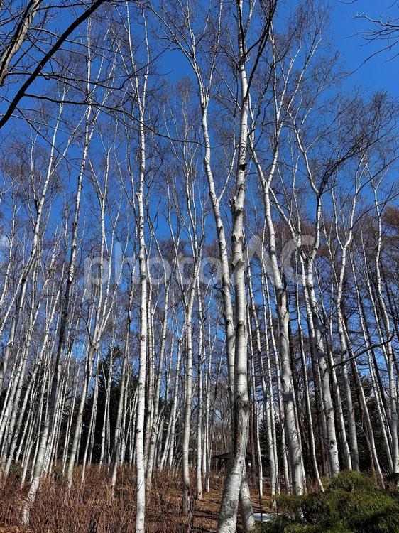 春の白樺の木 白樺,シラカンバ,春の写真素材