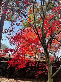もみじ もみじの写真